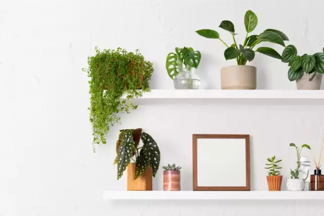 plant decoration ideas